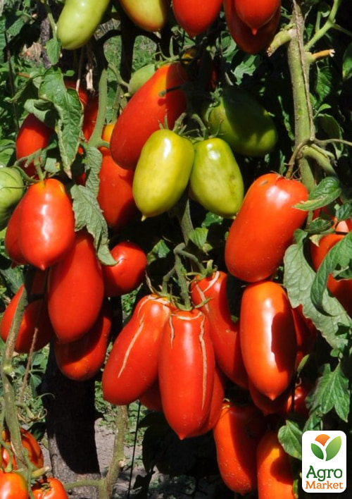 

Томат Little Mama ТМ Vesna Select 20шт