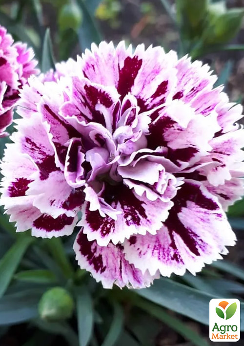 

Гвоздика Махрова Dia Deur Sissy (контейнер № 10, висота 10 см)