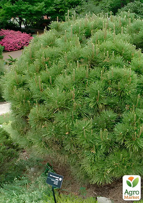 

Сосна привитая 2-х летняя густоцветковая Globosa С2 высота 20-25 см