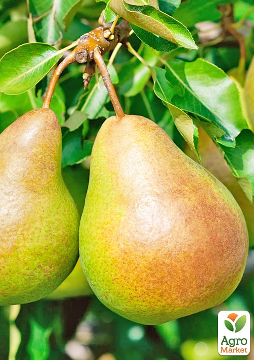 

Груша Катюша (зимовий сорт, пізній термін дозрівання)