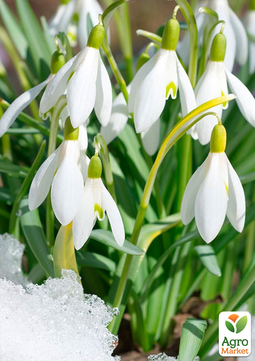 

Пролісок Galanthus укорінений
