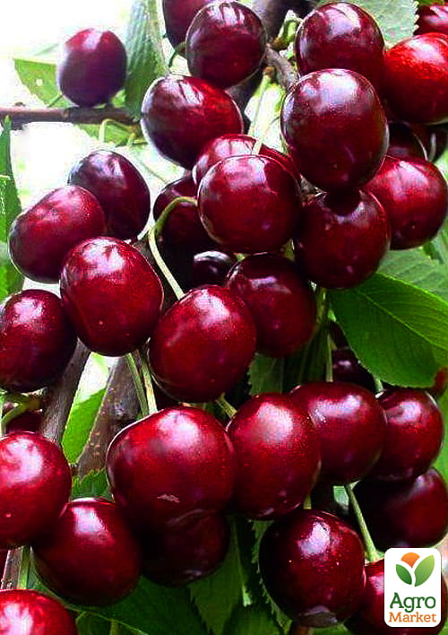 

Черешня карликова Сем Ексклюзив!