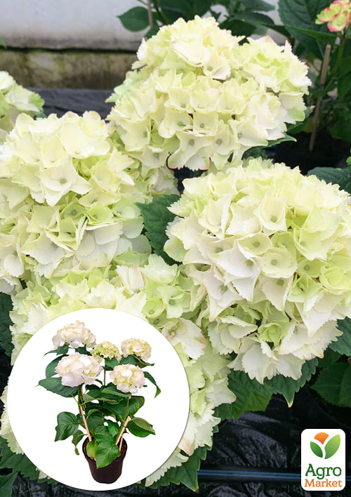 

Гортензия цветущая крупнолистная Вуду вазон С1,5
