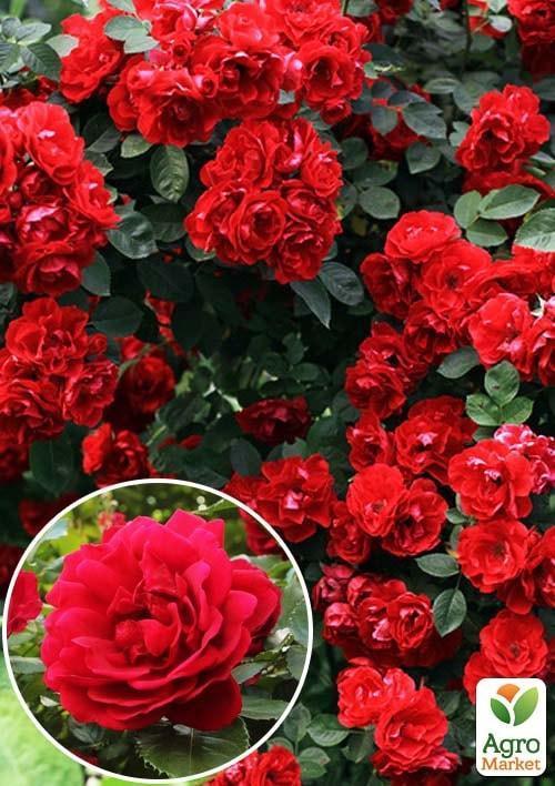 

Троянда плетиста Фламентанз (саджанець класу АА +) вищий сорт