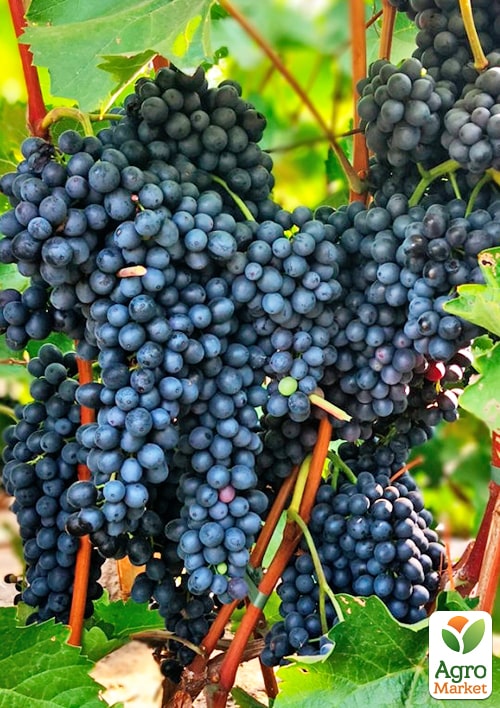 

Виноград Красень (винний, ранньо-середній термін дозрівання)