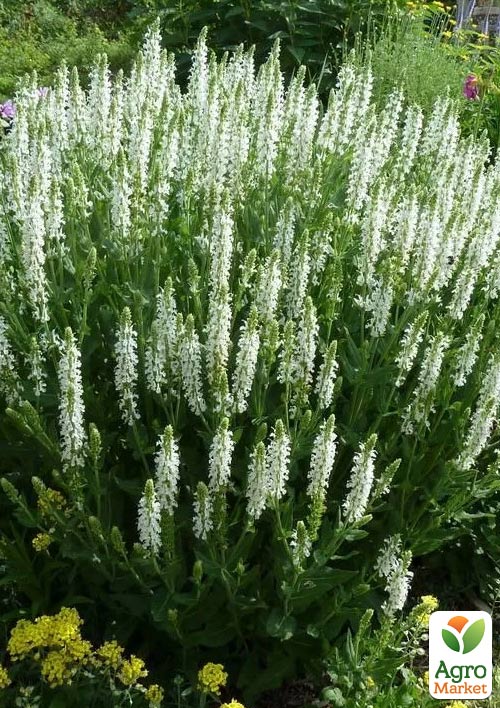 

Шавлія Дубравна Sensation Medium White