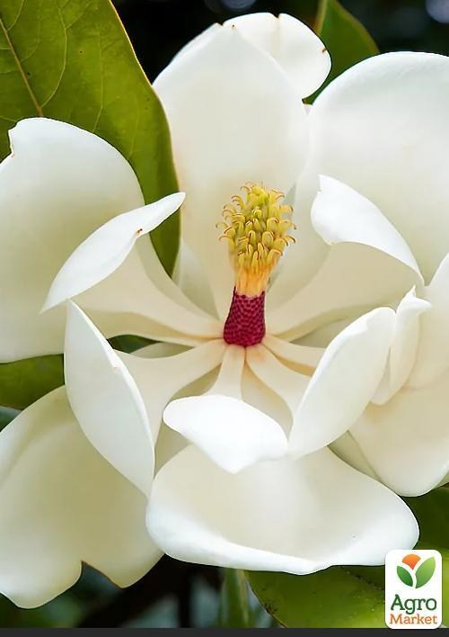 

Магнолия Крупноцветковая (Magnolia Grandiflora)