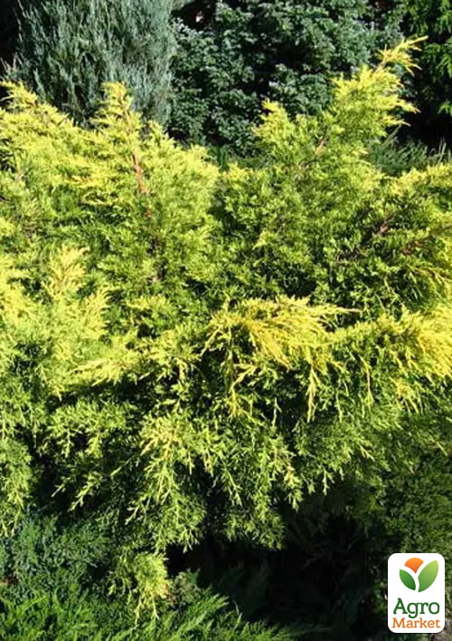 

Ялівець скельний «King of Spring» (вазон Р9, висота 10-15 см)