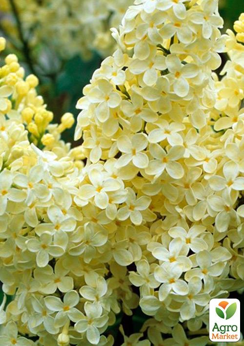 

Бузок жовтий Примула