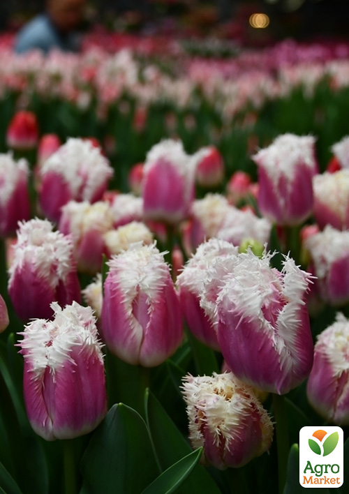 

Тюльпан Hawaii