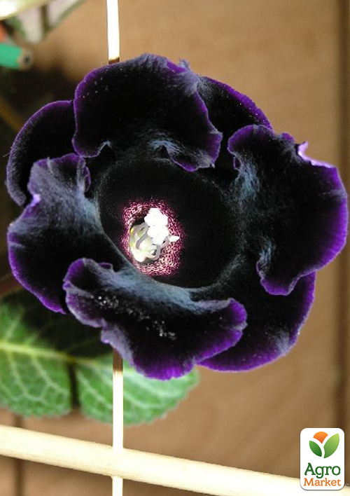 

Глоксиния Prins Albert