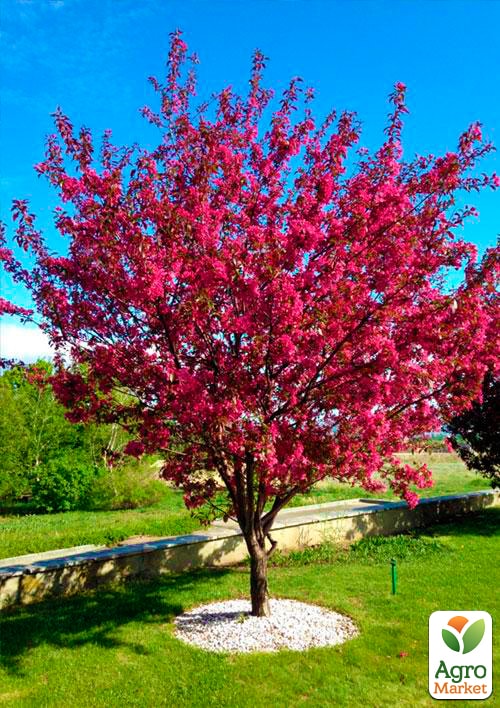 

Яблоня Роялти (райское яблочко) (осенний сорт)