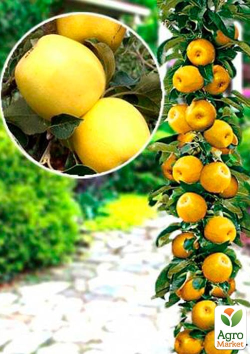 

Яблуня колоновидна Янтарне намисто