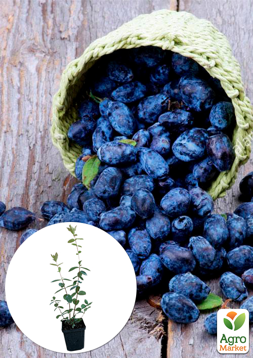 

Жимолость Дочка Велетня (середній термін дозрівання, ягоди не осипаються)