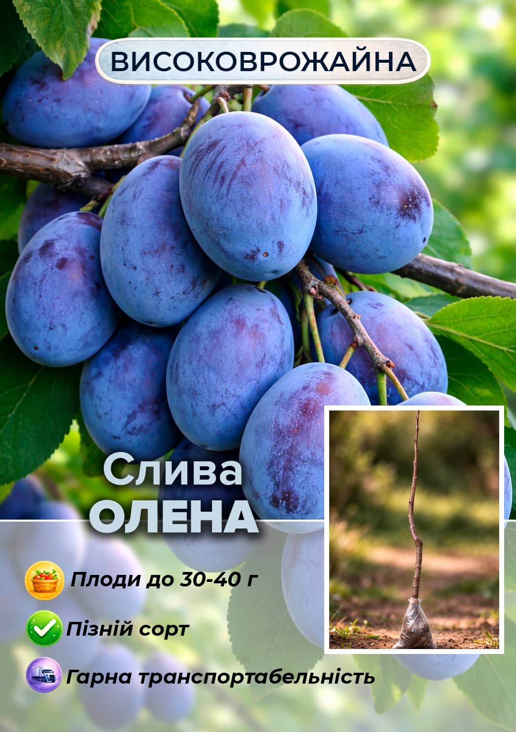 

Ексклюзив! Слива Олена (преміальний пізній термін дозрівання)