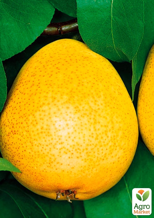 

Груша Бурштинова (осінній сорт, середній термін дозрівання)