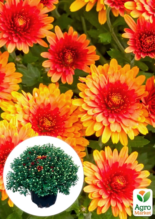 

Хризантема Садовая Milkshake Papaya (высота 30-50см)