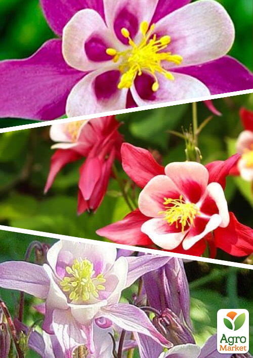 

Аквилегия, микс из 3-х сортов Слава (Glory) 3шт в комплекте
