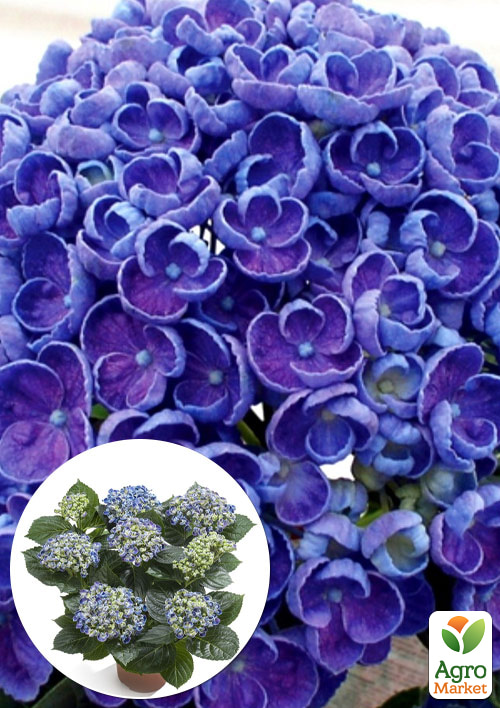 

LMTD Гортензия macrophylla кудрявая цветущая 5и летняя Curly Wurly Blue (40-50см)