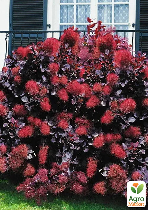 

Скумпия 3-х летняя Magical Purple С3, высота 30-40см