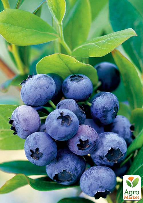 

LMTD Лохина Goldtraube (сортова, вкорінена) висота 50-70см