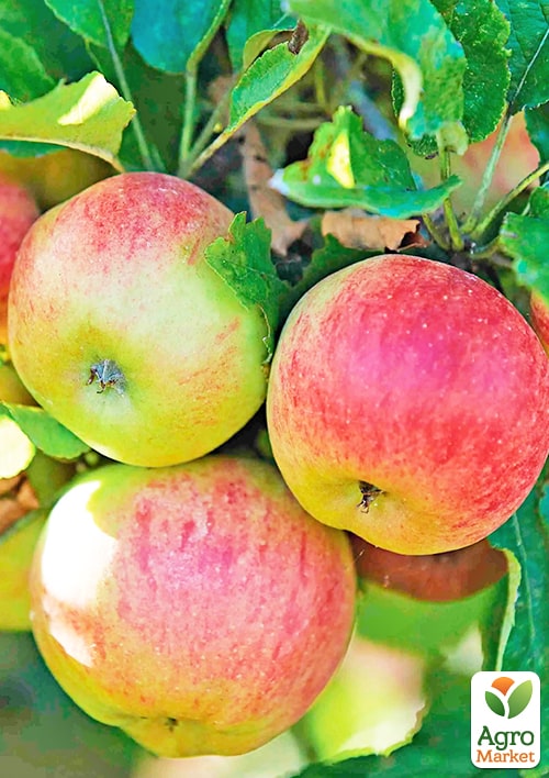 

Яблоня Соломия (зимний сорт, поздний срок созревания)