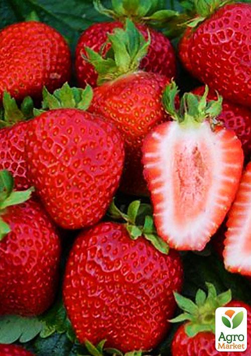 

Полуниця Сан Андреас (San Andreas) (ремонтантний сорт)