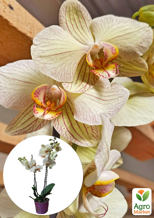 Орхидея (Phalaenopsis) "Tiger Gold" 1 саженец в упаковке (комнатный) Нидерланды