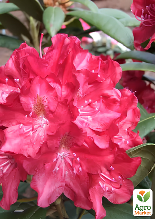 

Рододендрон гібридний Kazimierz Wielki