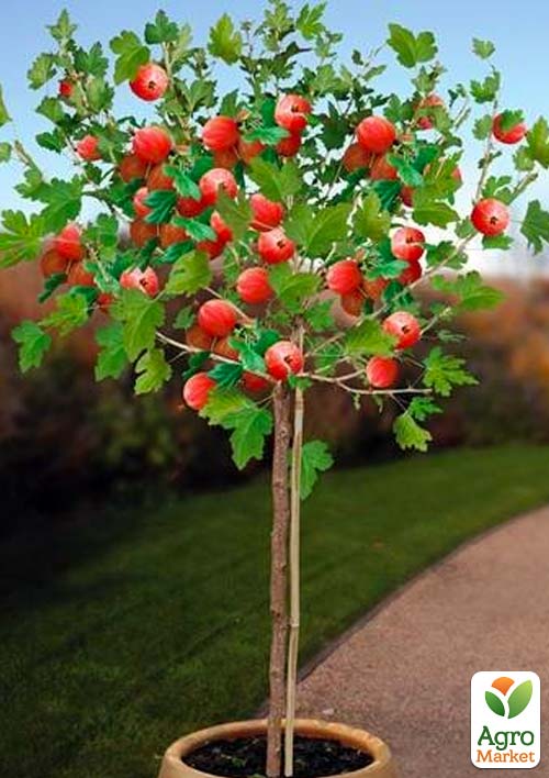 

Крыжовник на штамбе Неслуховский (ранний срок созревания, крупноплодный)