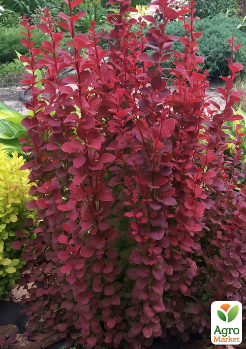 

Барбарис Тунберга Red Rocket (контейнер P9)