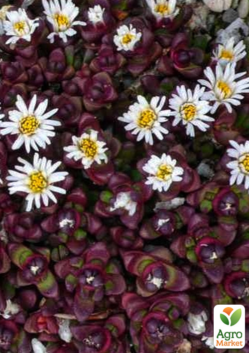 

Делосперма темнолиста (квітучий сукулент) «Alpinum»