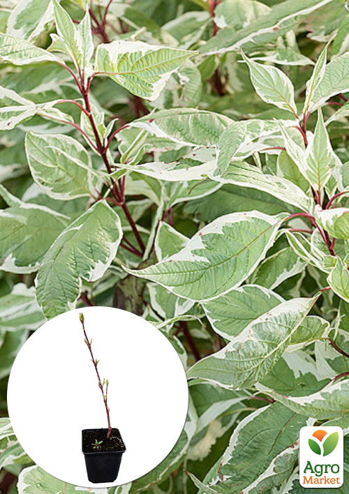 

Дерен белый Sibirica Variegata (высота саженца 15-20см)