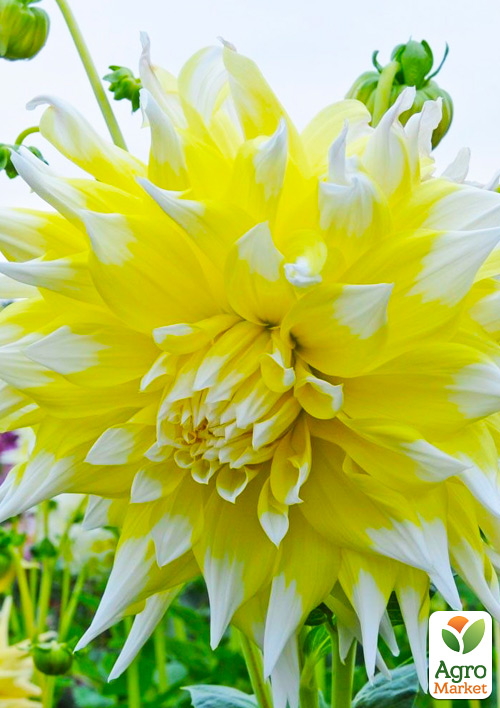 

Георгина Grand Prix (гигантский цветок)