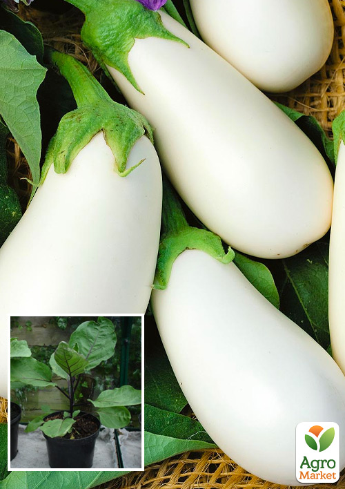 

Рассада Баклажан «Бибо» (фермерское взращивание), 1шт в упаковке