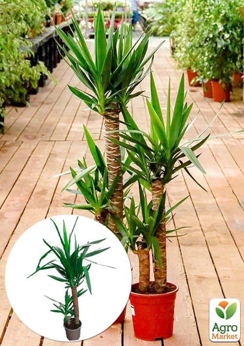 

LMTD Юка на штамбі 2-х ярусна Yucca Treculeana (80-100см)