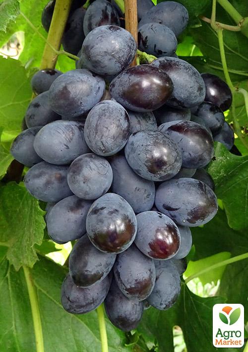 

Виноград Блек Гранд (велике гроно, канадська селекція) 1 саджанець в упаковці