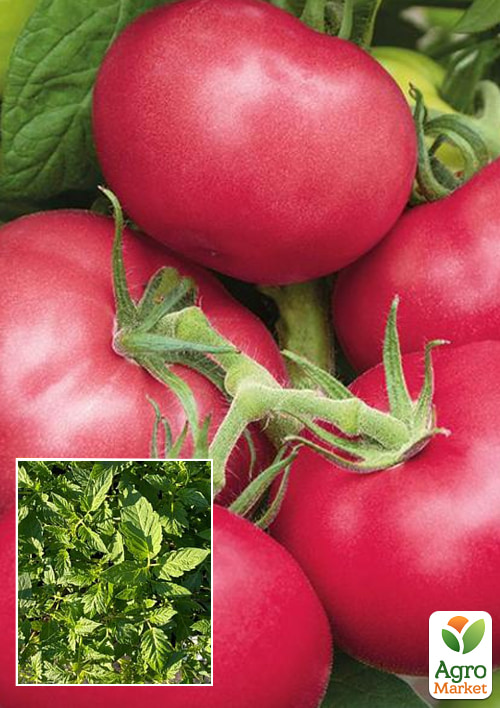 

Розсада Томат Хапінет (фермерське вирощування), 1шт в упаковці