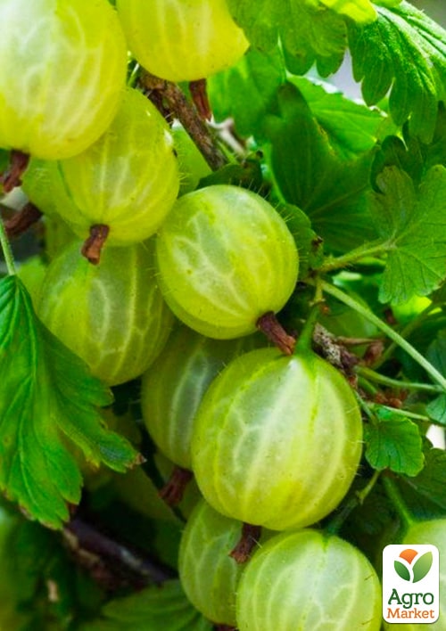 

Эксклюзив! Крыжовник зеленый Гостинец (present) (премиальный устойчивый к заболеваниям сорт, позднего срока созревания)