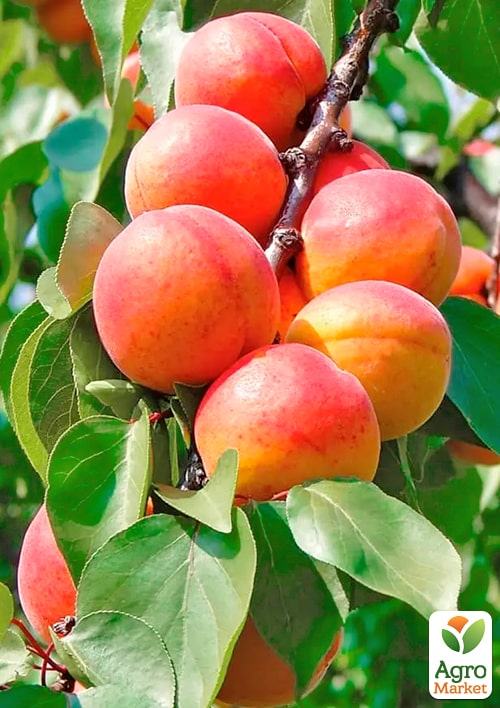 

Абрикос Фаворит (літній сорт, пізній термін дозрівання)