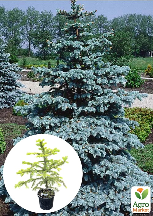 

Ель Мейера Picea Meyeri вазон С2, высота 20-35см