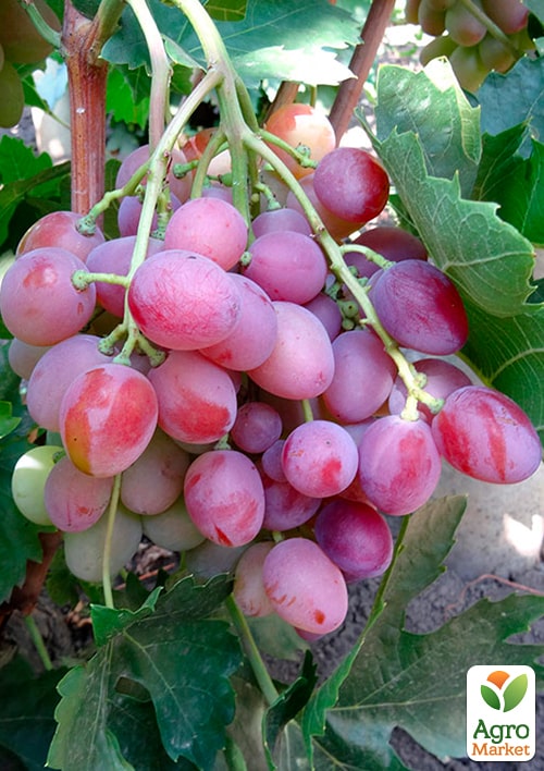 

Виноград Зоря Несветая (ранній термін дозрівання)