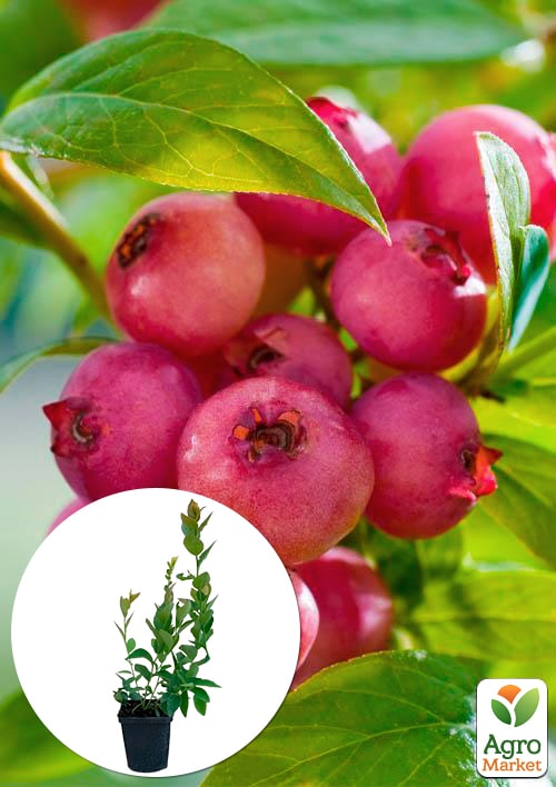 

Голубика (черника садовая) среднепоздняя Розовый лимонад Эксклюзив!