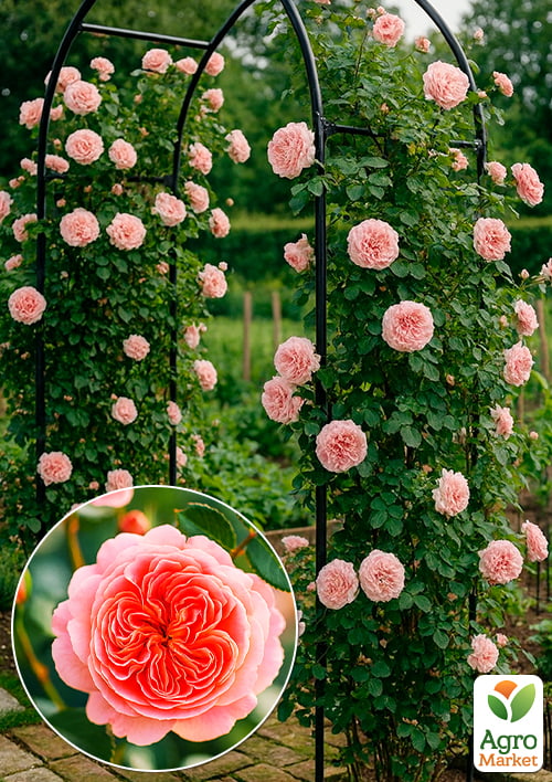 

Троянда плетиста Пірует (Pirouette) (саджанець класу АА+) вищий сорт