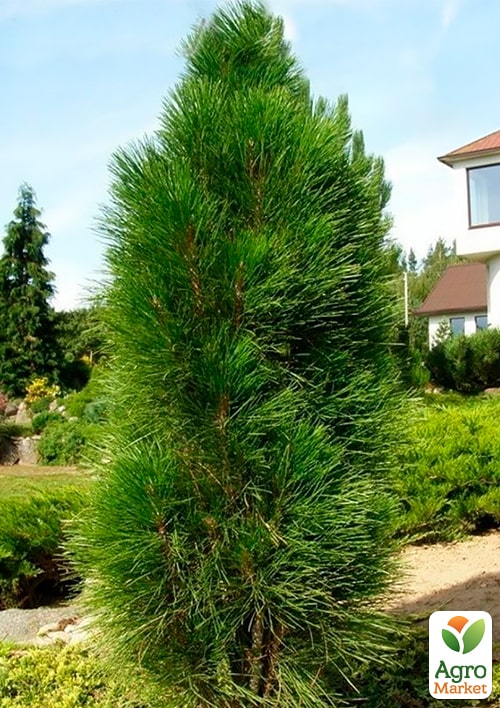 Сосна чорна "Green Tower" С15, висота 90-100см 1 саджанець в упаковці
