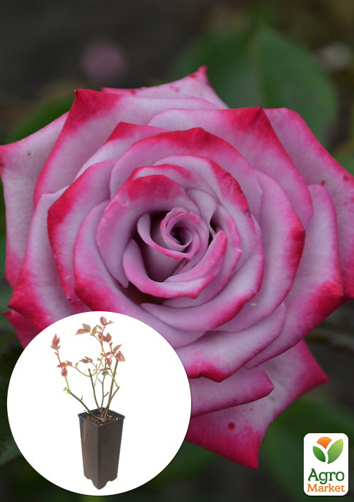 

Роза спрей Beach Hilcado в контейнере, высший сорт