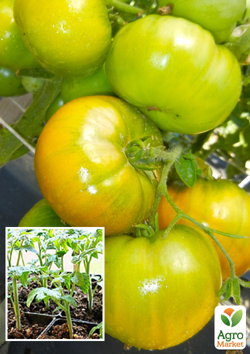 

Розсада Томат «Смарагдове Яблуко» (фермерське вирощування), 1шт в упаковці