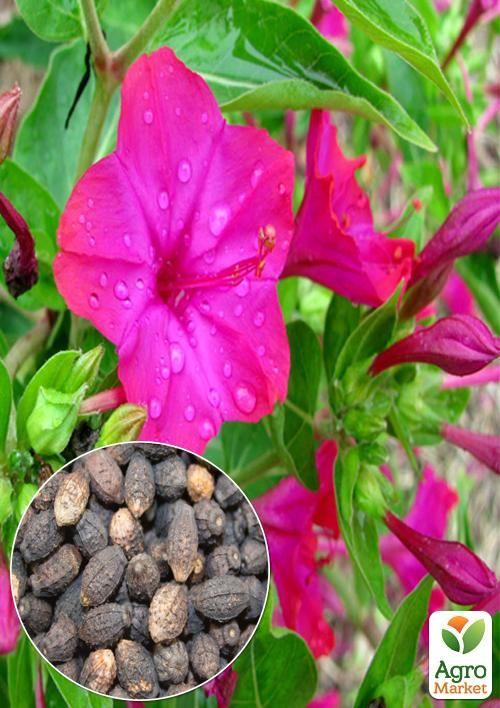 

На вагу Мірабіліс Рожевий ТМ Весна ціна за 3г