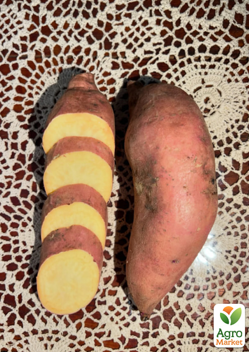 

Батат Tainung 65 (сладкий картофель) маточный клубень