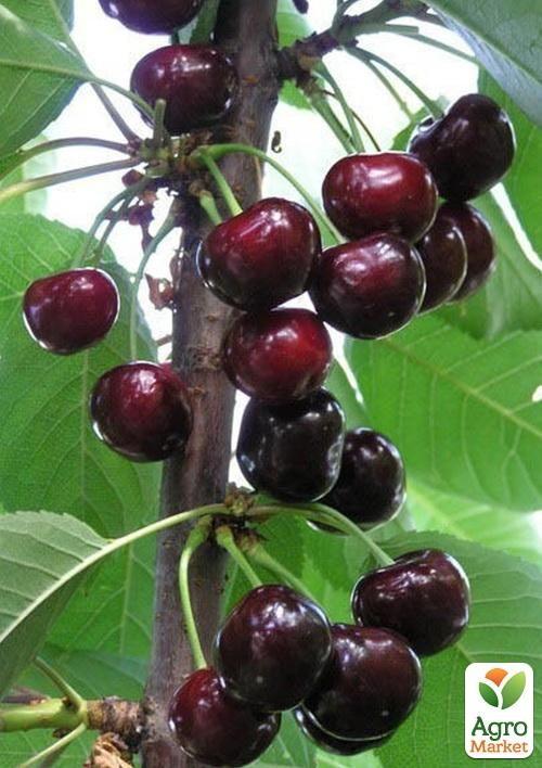 

Вишня Чернокорка (летний сорт, среднеранний срок созревания)